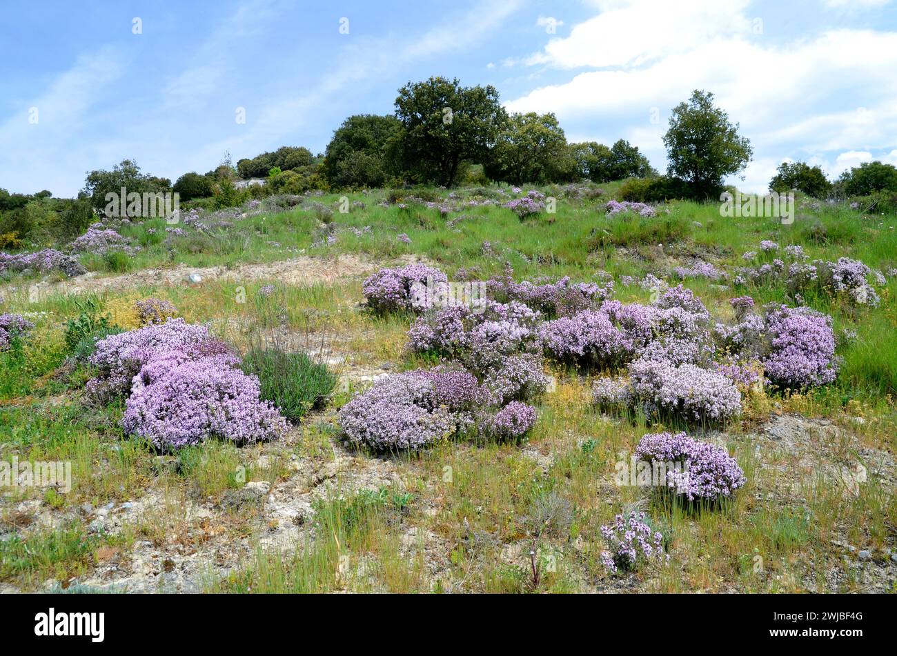 Landscape with thyme bushes (Thymus vulgaris) in flower Stock Photo
