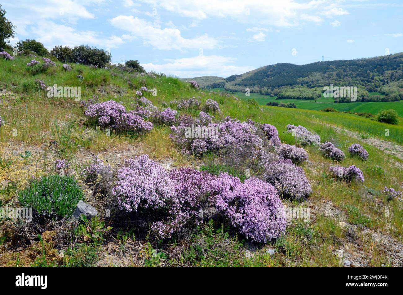 Landscape with thyme bushes (Thymus vulgaris) in flower Stock Photo