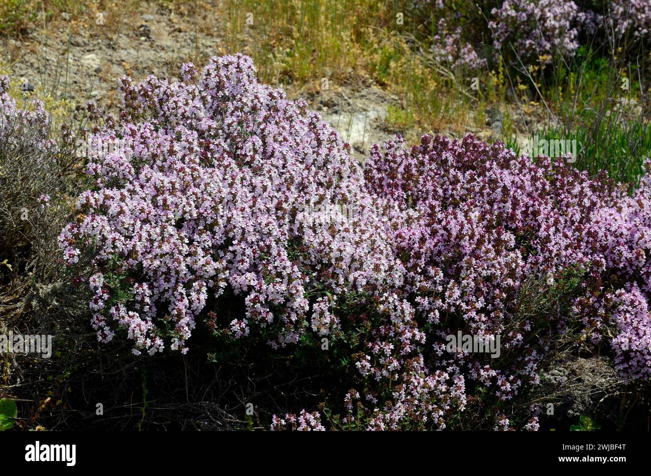 Detail of some thyme bushes (Thymus vulgaris) in flower Stock Photo