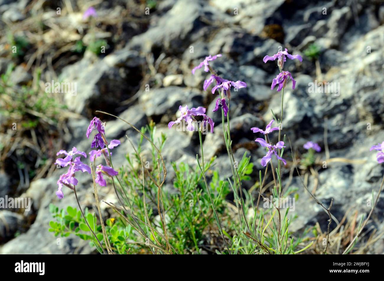 The sad stock (Matthiola fruticulosa) is a plant that grows on rocks Stock Photo