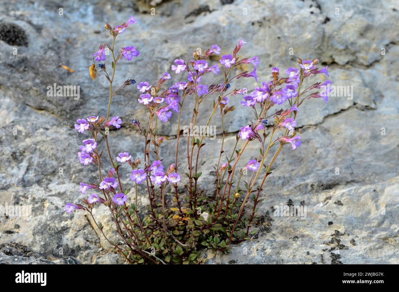 Chaenorhinum origanifolium is a rock plant native to the Iberian Peninsula and the Balearic Islands. Stock Photo