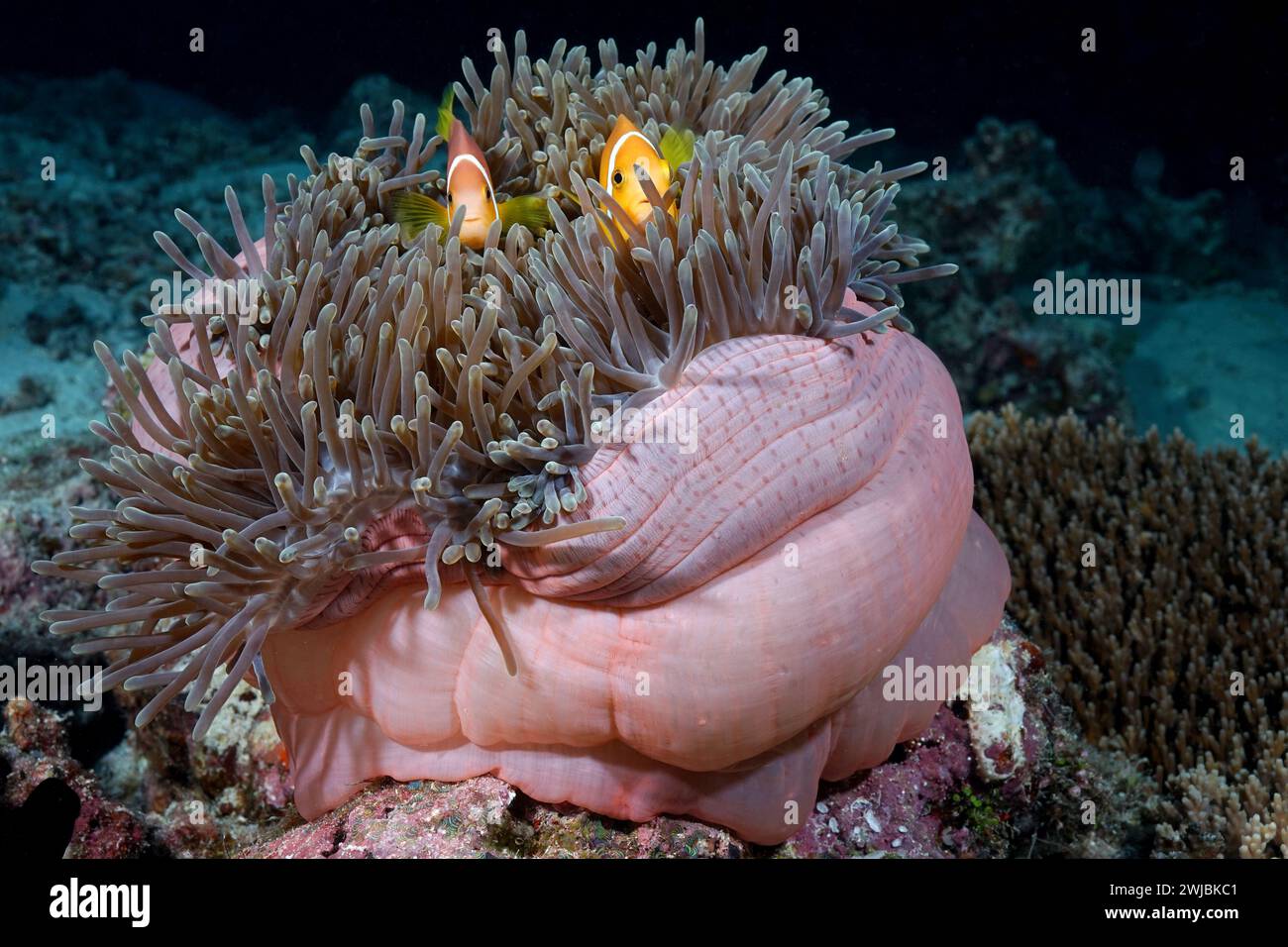 Two clown fish hiding in the frons of a large anemone and looking out ...