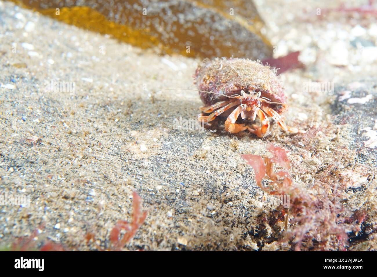 A hermit crab sitting on a rock in the north sea. The hermit crab is looking at the photographer and has its claws tucked under its shell. Stock Photo