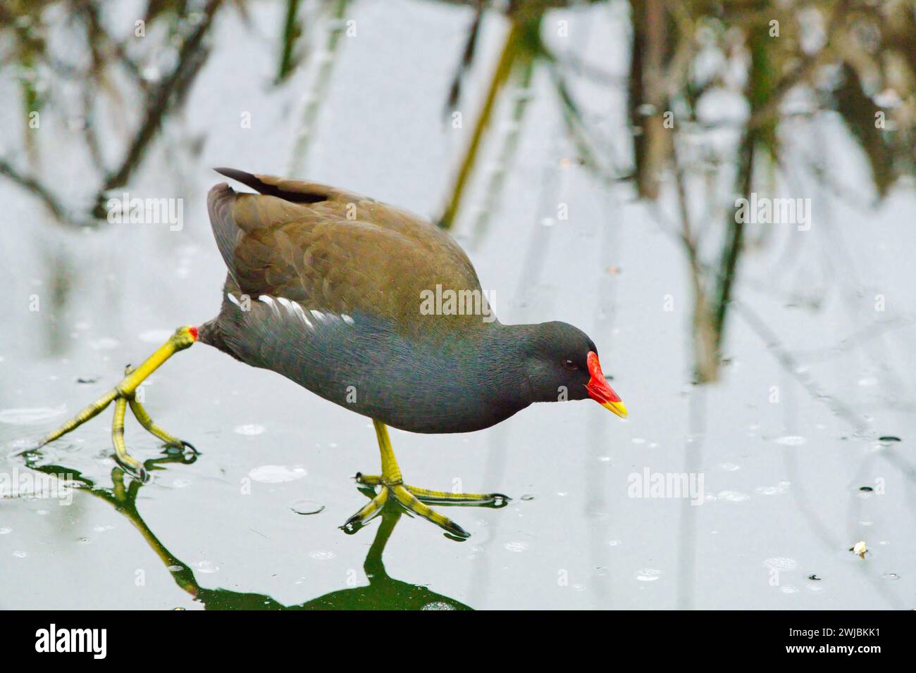 Moor Hen (Gallinula Chloropus) standing on a frozen lake with reeds visible and in reflection behind. Stock Photo