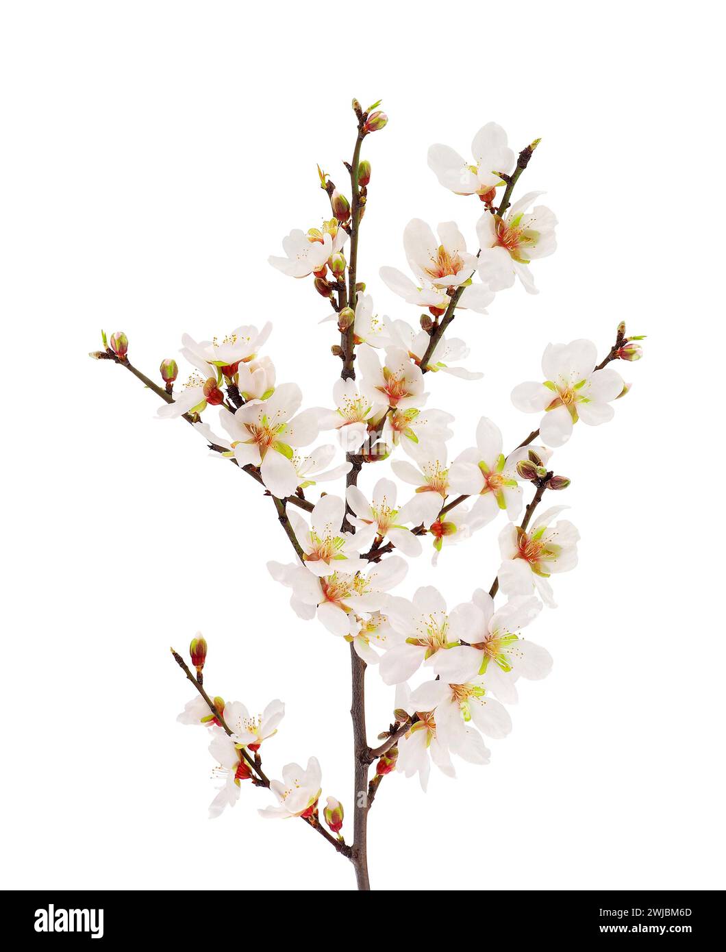 Blossoming almond tree branch isolated on white background, Prunus amygdalus Stock Photo