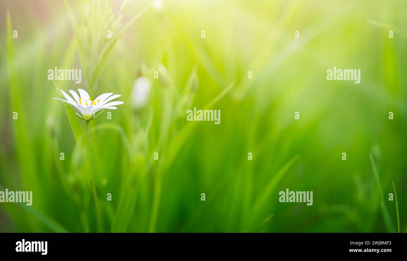 Stellaria holostea white wildflower on green sunny background. Copy space Stock Photo