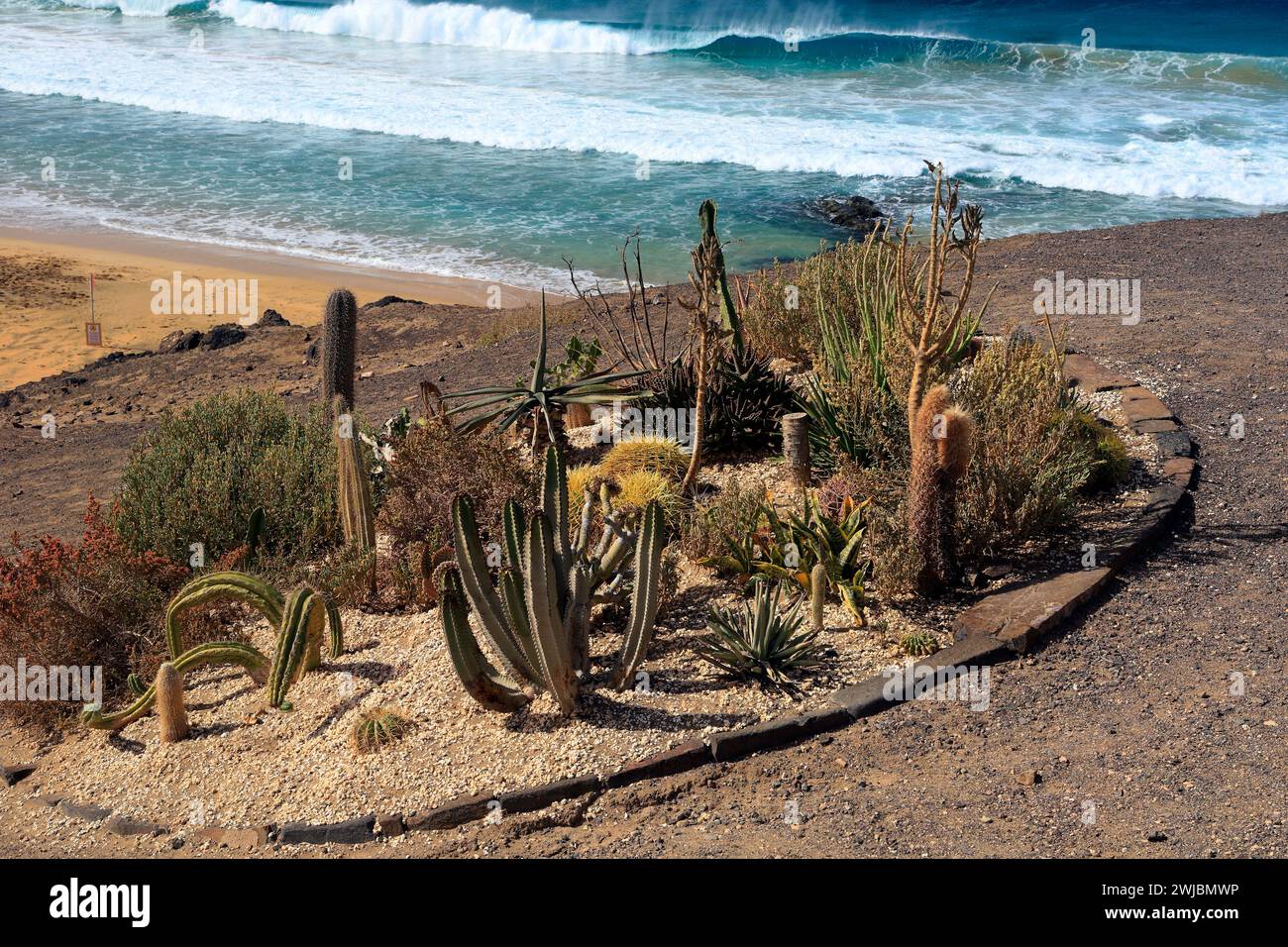 Small, sloping cactus garden at the Lifeguard station, on a cliff side by the sea, El Cotillo, Fuerteventura taken November 2023 Stock Photo