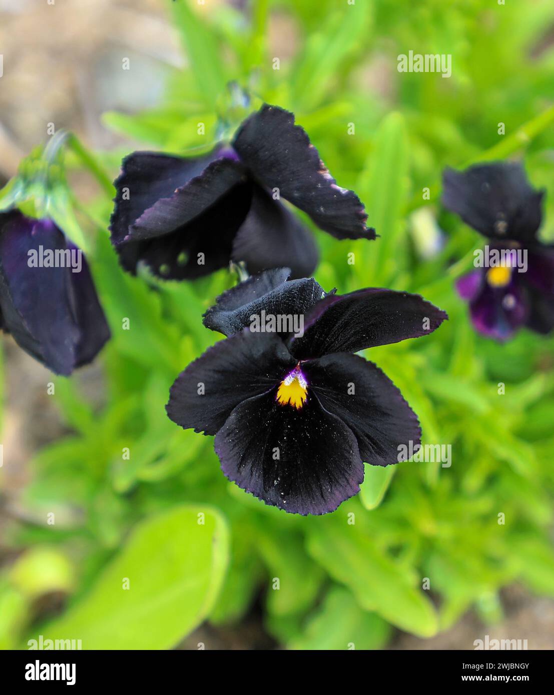 The dark flowers of a Bowles Black Pansy, (Viola cornuta) Stock Photo