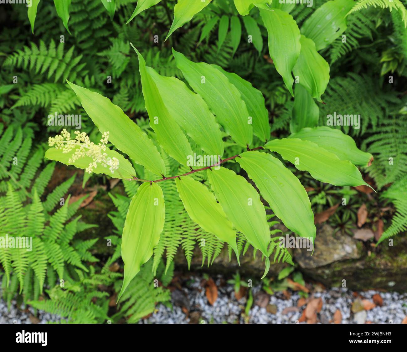 The white flowers of Maianthemum racemosum, the treacleberry, feathery false lily of the valley, false Solomon's seal, Solomon's plume or false spiken Stock Photo