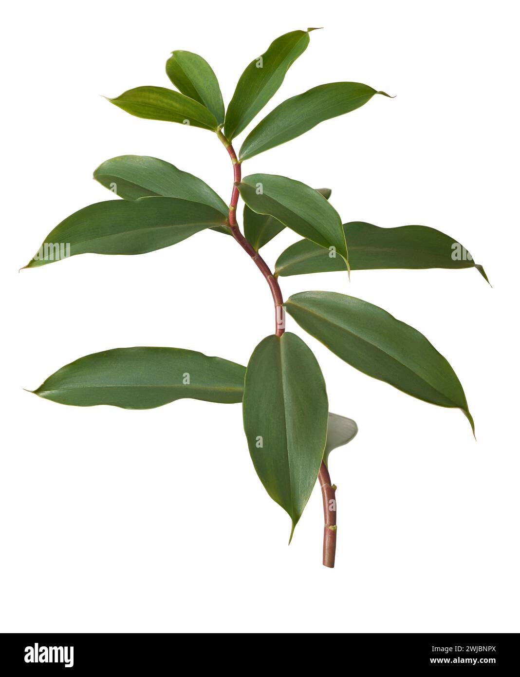 thebu plant foliage, costus speciosus, commonly found in sri lanka and widely used in ayurveda medicine, leaves are beneficial for control blood sugar Stock Photo