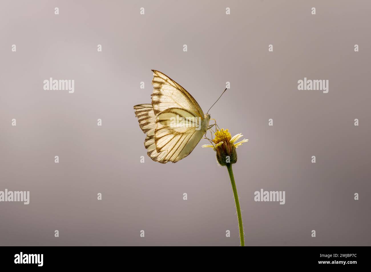 A butterfly on Mexican a daisy (Tridax procumbens L.) flower in the meadow, isolated on empty background. Stock Photo