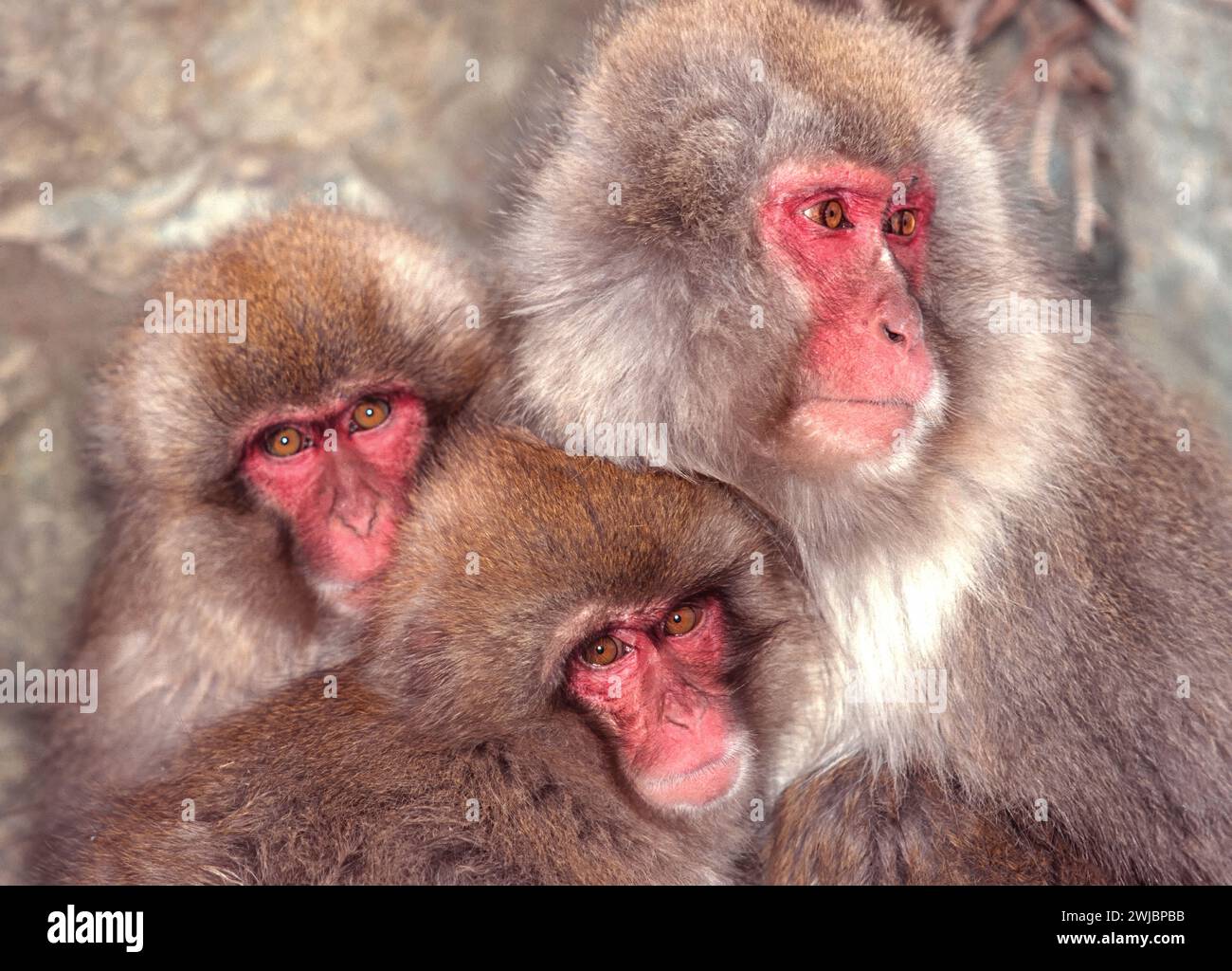 Japanese macaque Macaca fuscata or Snow Monkey adult and two juveniles ...