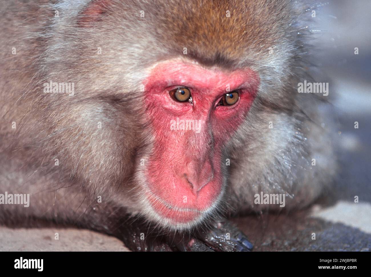 Japanese macaque Macaca fuscata or Snow Monkey an intense expression ...