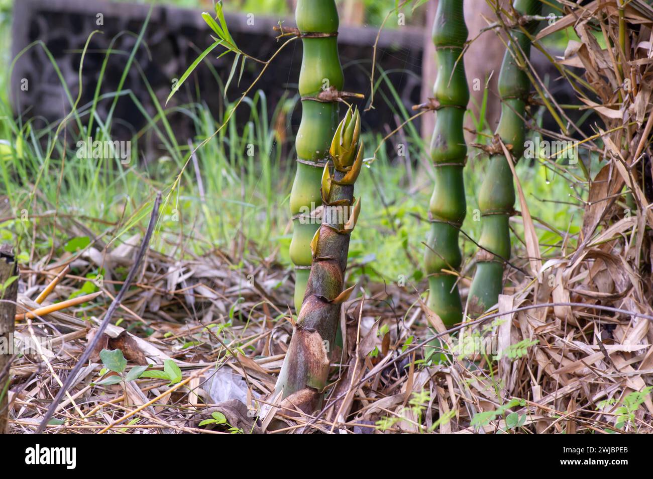 A young and full size Buddha Belly Bamboo trees (Bambusa ventricosa) in the forest in Gunung Kidul, Yogyakarta, Indonesia. Stock Photo