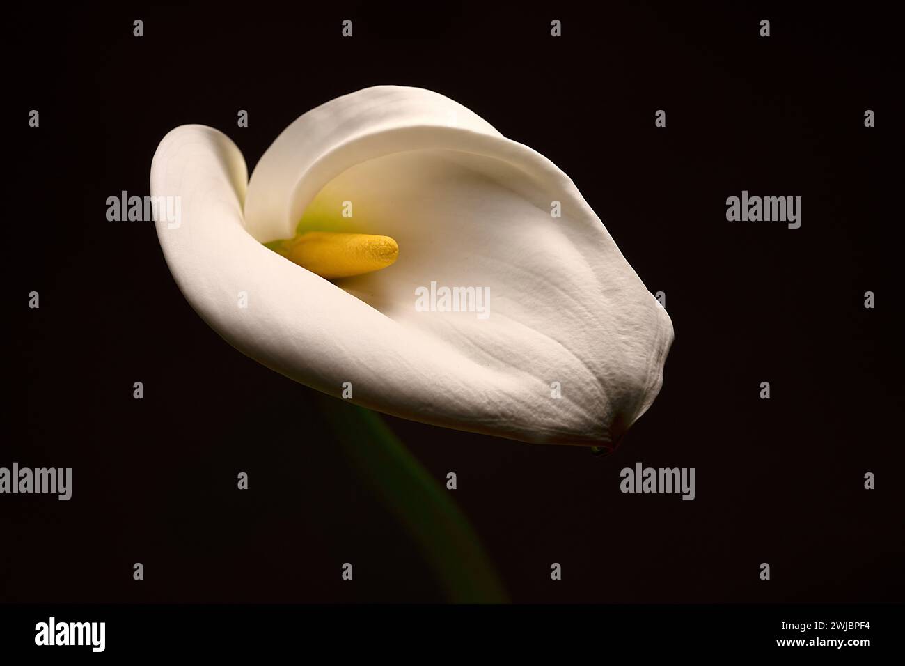 White delicate calla lily flowers on black background, death lily flower condolence card, funeral concept image Stock Photo