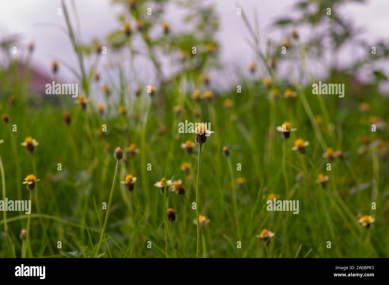 Mexican daisy (Tridax procumbens L.), tiny yellow flowers in the meadow, selected focus. Stock Photo
