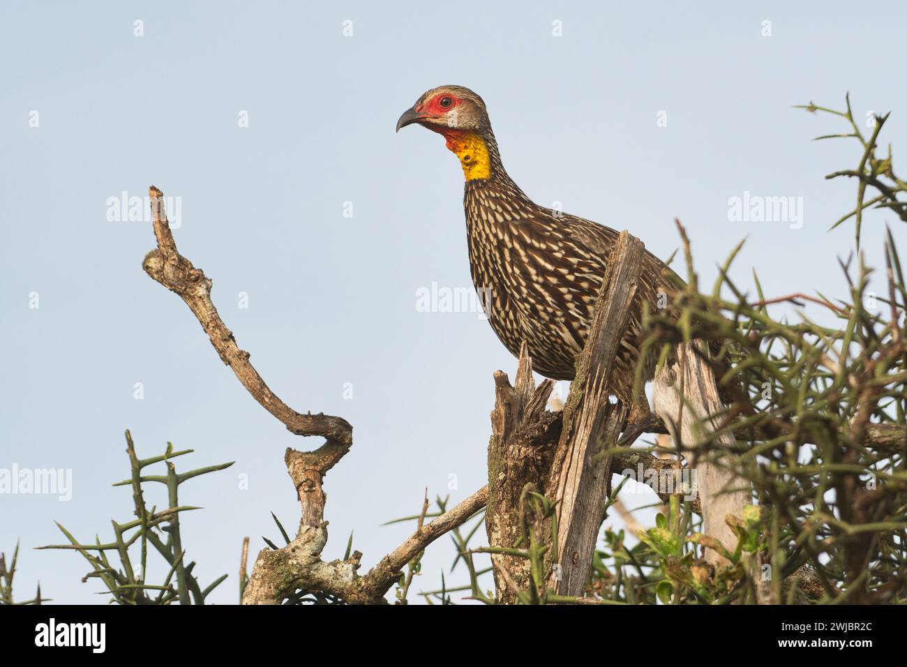 Yellownecked spurfowl (Pternistis leucoscepus Stock Photo Alamy