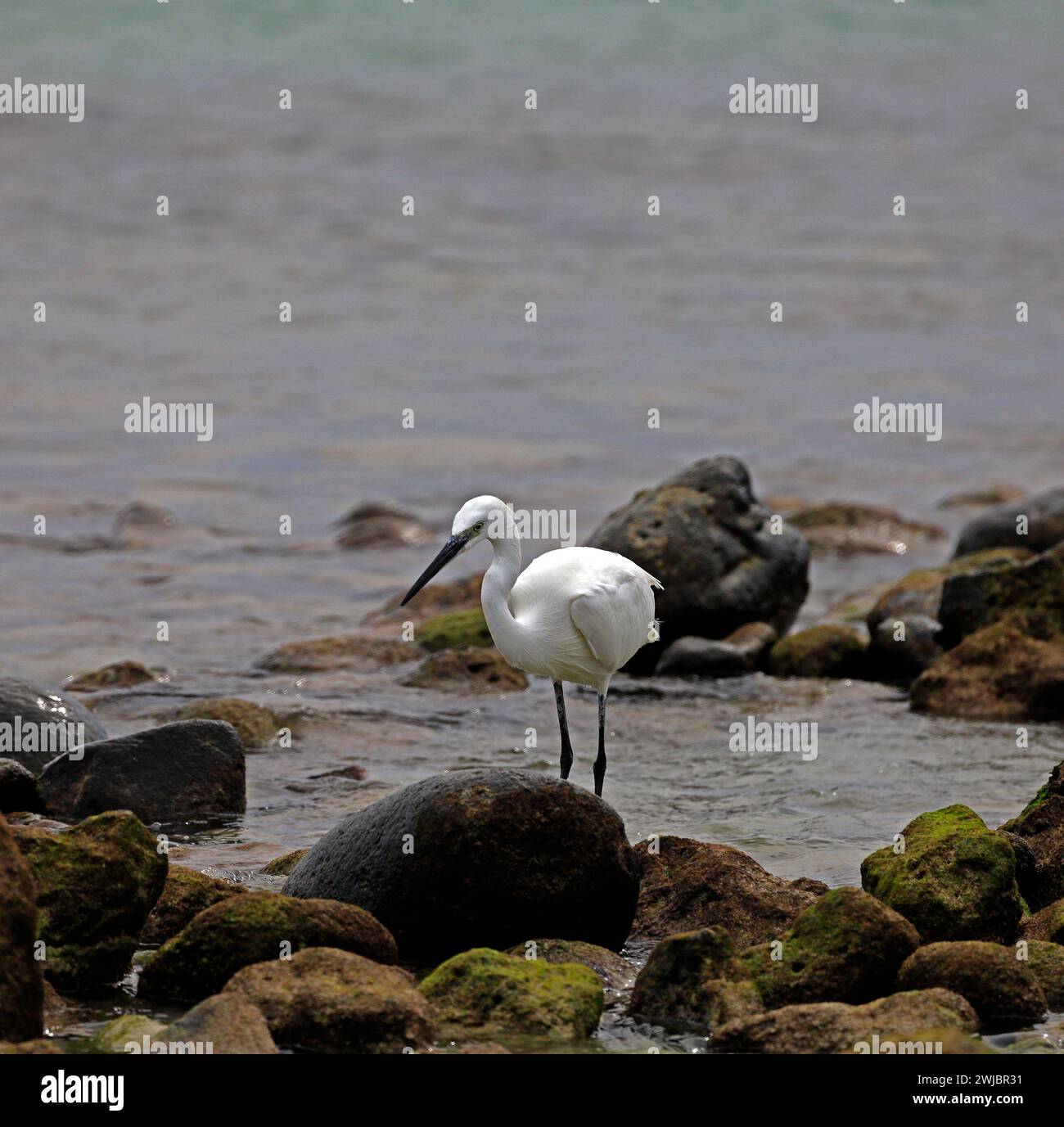 Little Egret (Egretta garzetta) hunting food along Atlantic coast, amongst coastal volcanic rocks, Fuerteventura taken November 2023 Stock Photo