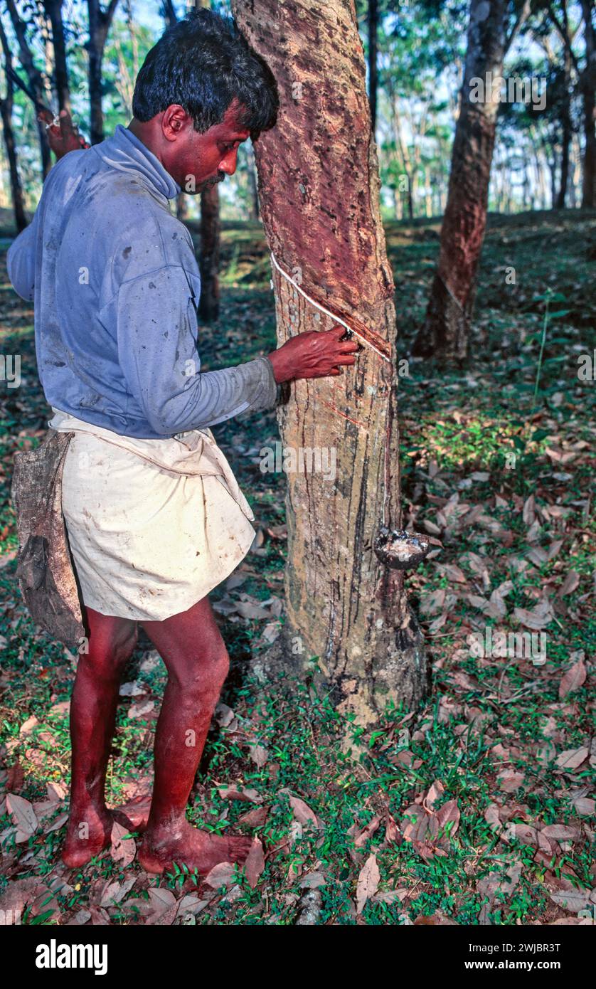 Rubber tree tapper Sri Lanka cutting new grooves into the tree trunk to