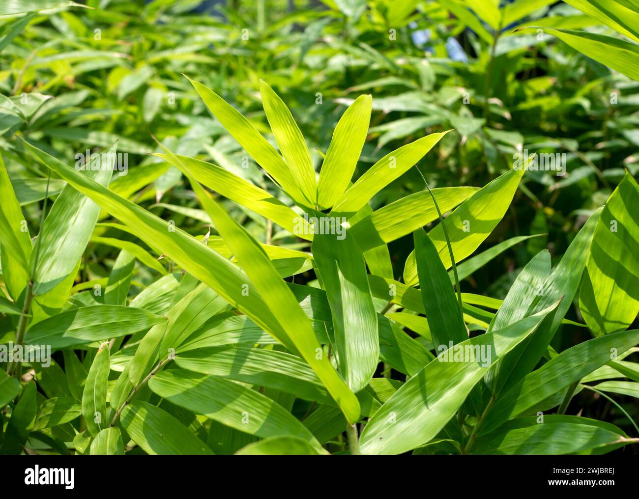 Young bamboo plant, Bambusa sp., in the nursery for natural background. Stock Photo