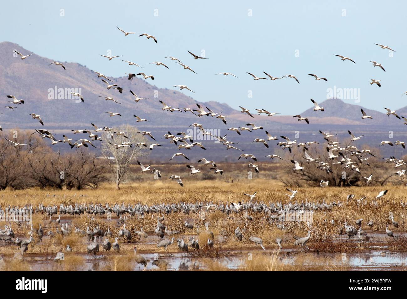 Canadian Snow Geese and Sandhill Crane Migration at Whitewater Draw