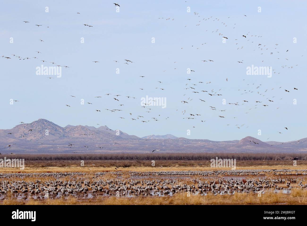 Canadian Snow Geese and Sandhill Crane Migration at Whitewater Draw