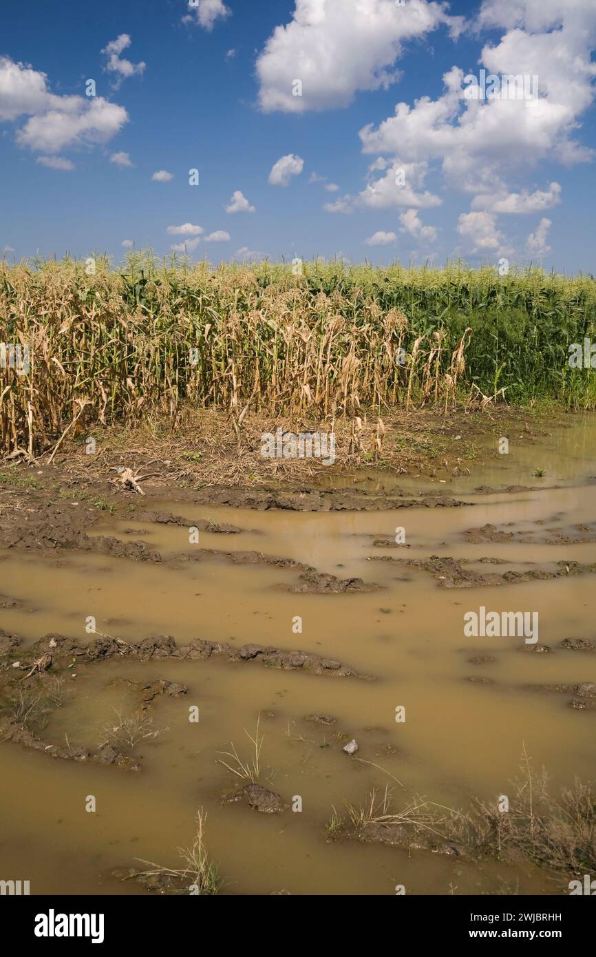 Zea mays - Corn field flooded with excess rain water due to the effects ...
