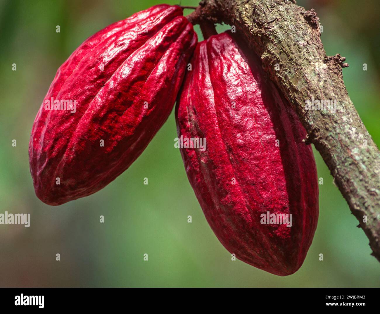 Theobroma cacao cacao tree or cocoa tree red pods growing on a tree in