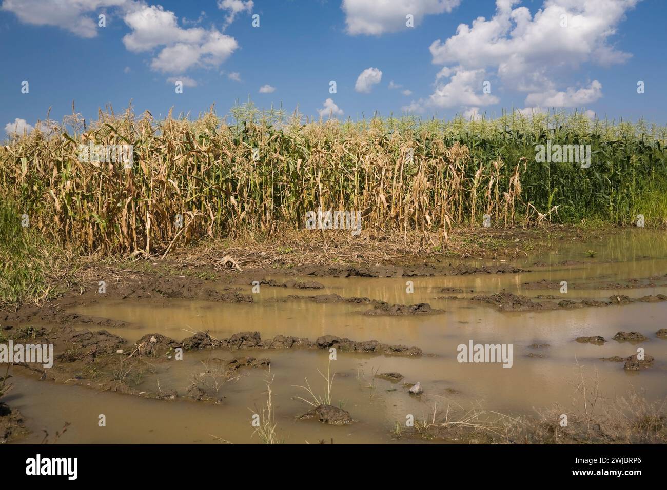 Zea mays - Corn field flooded with excess rain water due to the effects ...
