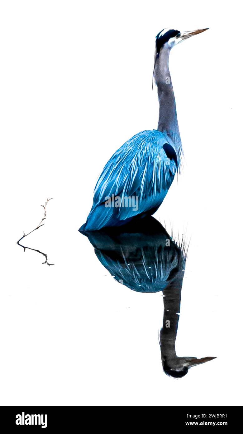 A blue heron on a white background reflected on water. Stock Photo