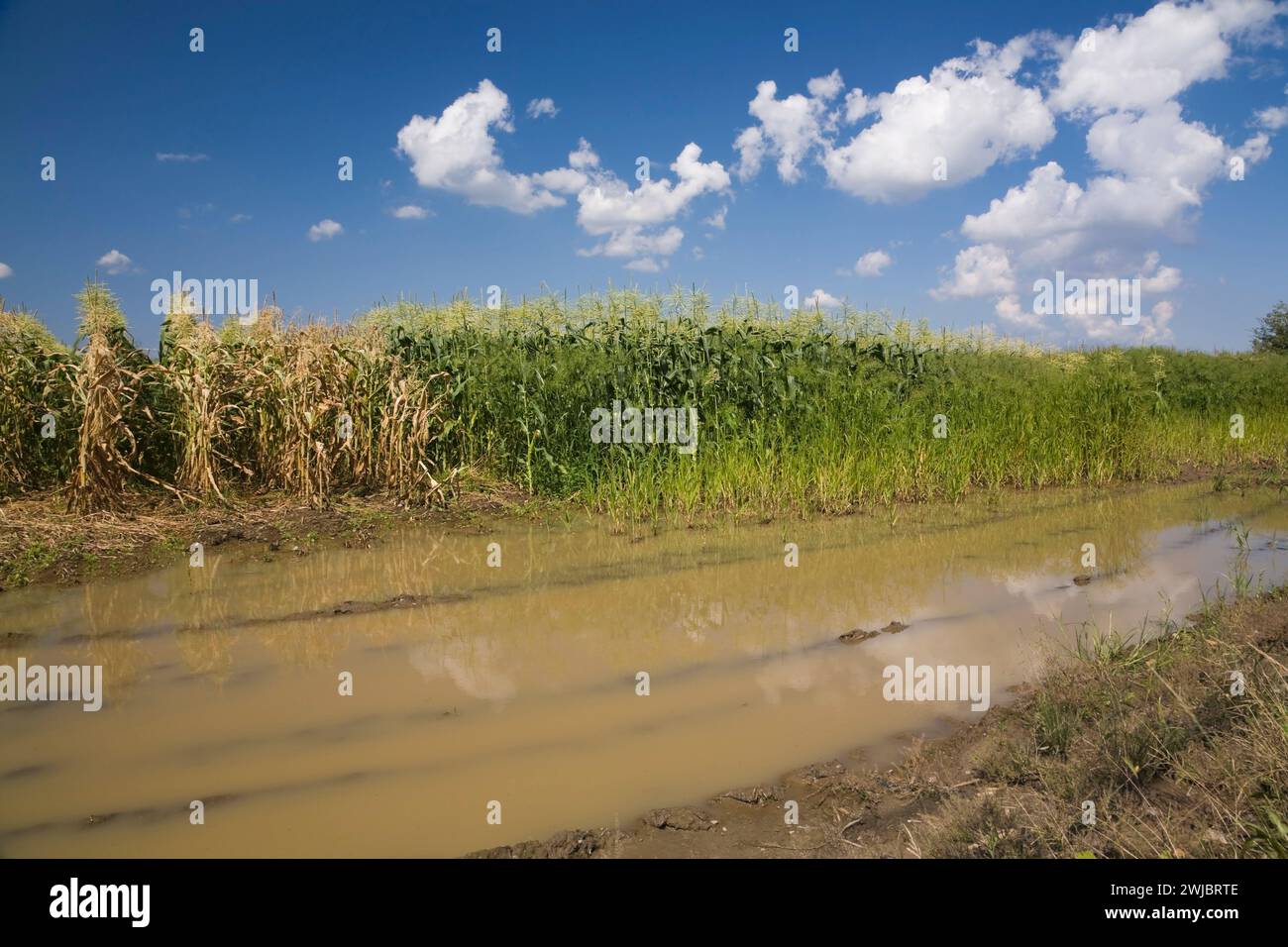 Zea mays - Corn field flooded with excess rain water due to the effects ...