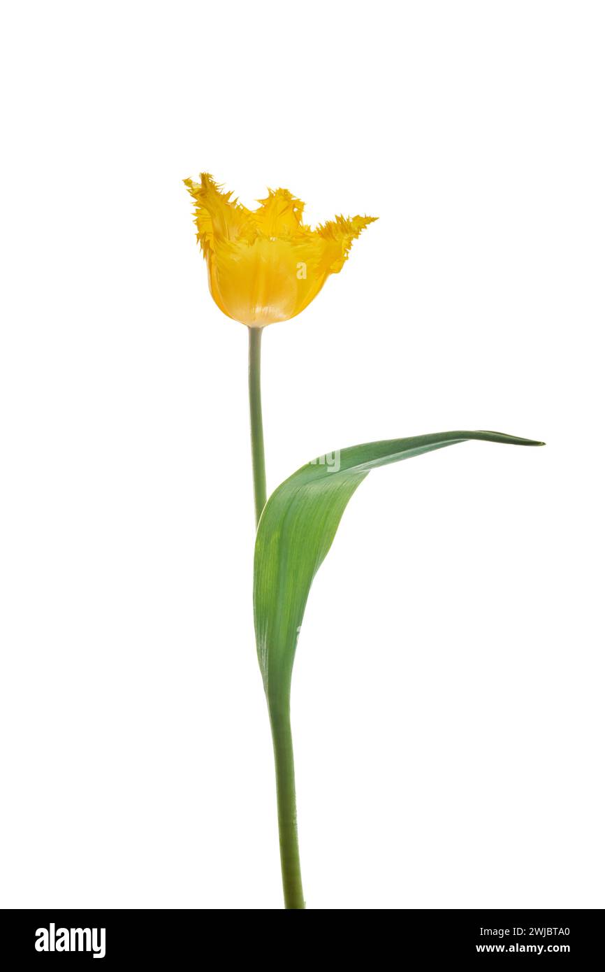 Yellow tulip isolated on white background Stock Photo - Alamy