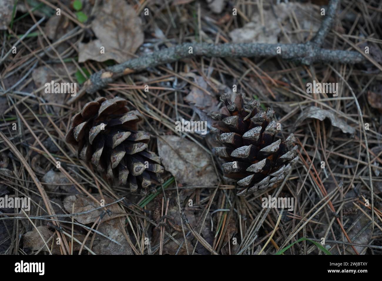 Cone, Pine, The black pine, Japanese black pine, Japanese pine(Pinus thunbergii). Stock Photo