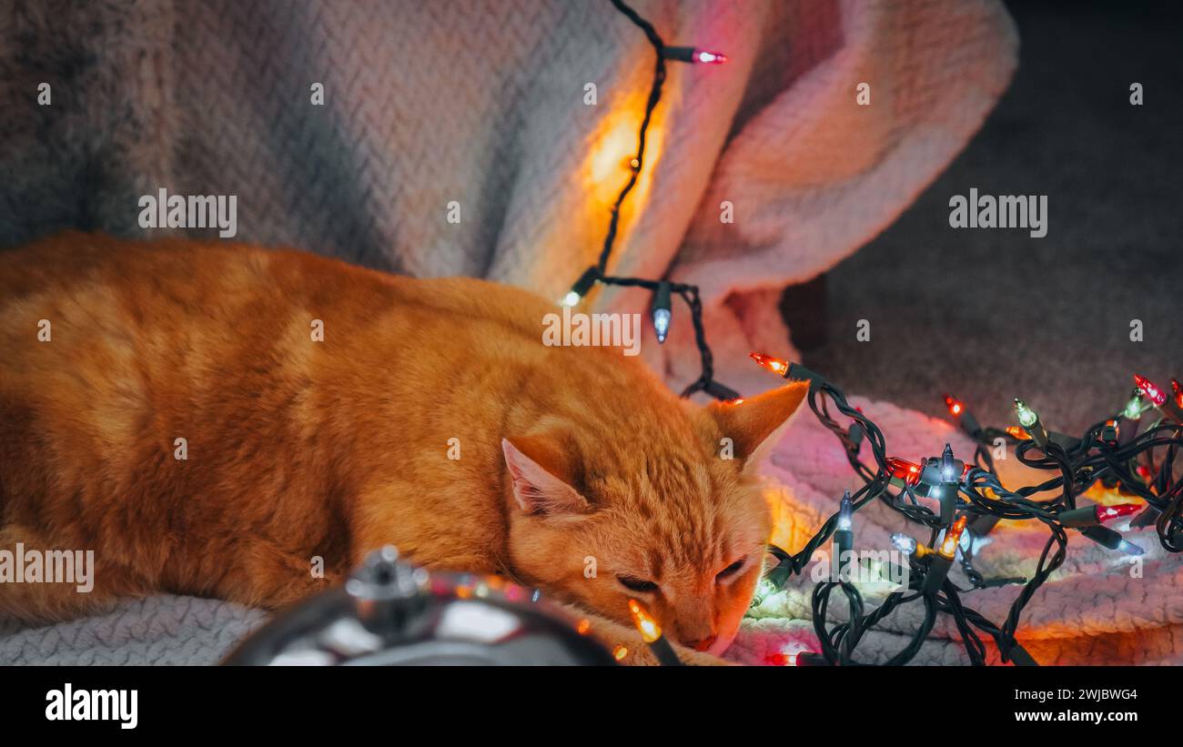 An orange cat lounges on a cozy blanket near twinkling Christmas lights. Stock Photo