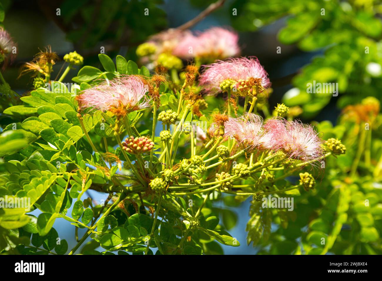A Guama tree, Inga edulis, in flower in the Dominican Republic. Native