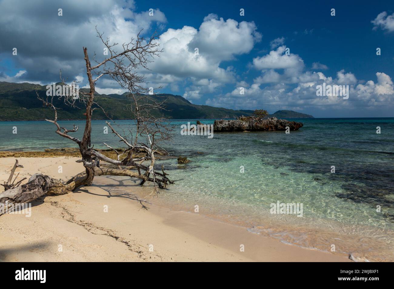 A dead tree on Rincon Beach with limestone islet with a seagrape tree behind.  Dominican Republic. Stock Photo