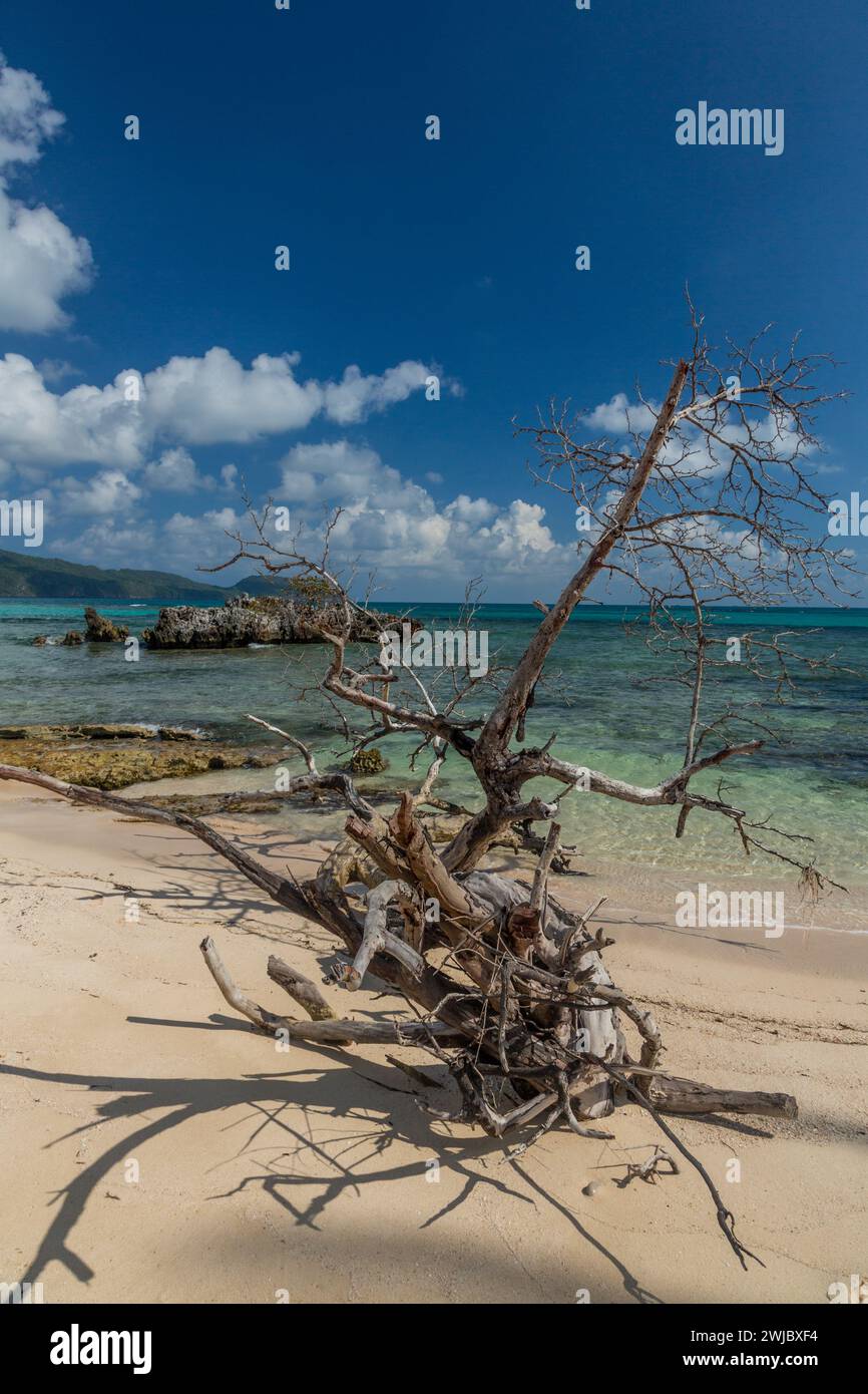 A dead tree on Rincon Beach with limestone islet with a seagrape tree behind.  Dominican Republic. Stock Photo