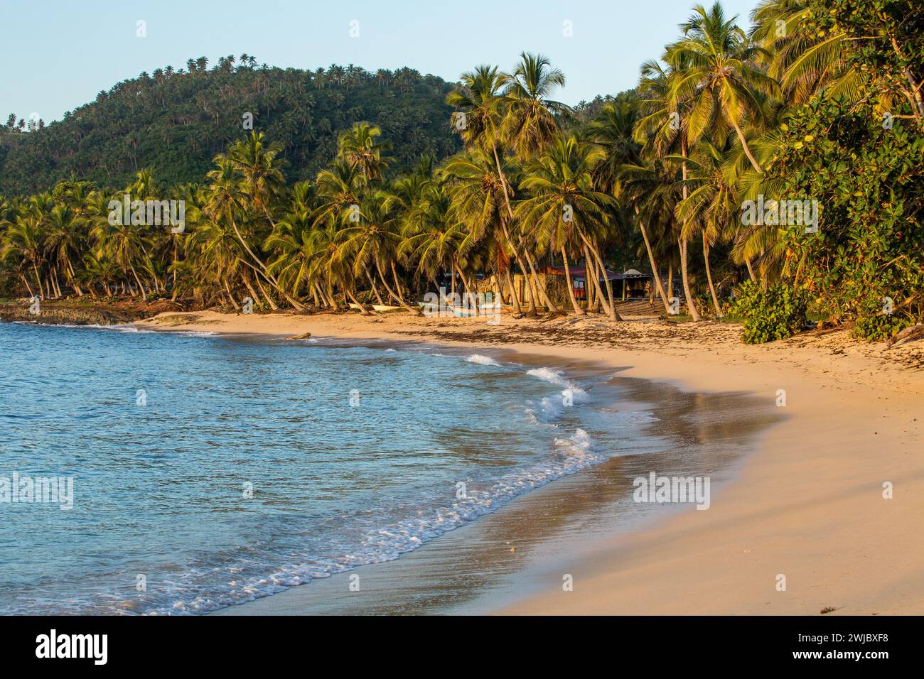 Palm trees on the beach near Samana in the Dominican Republic.  Fishing boats wait on the sandy beach. Stock Photo