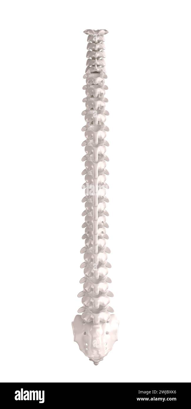 rear view of a spinal column, human skeleton with anatomical details. isolated on white. 3d render Stock Photo