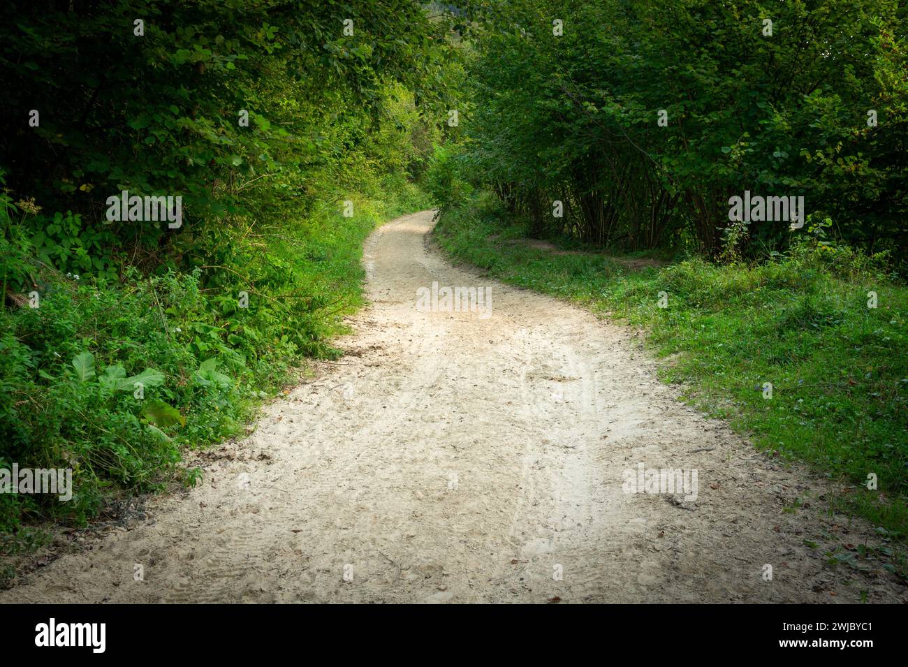 Sandy path through green shrubs. Empty pathway in forest. Sunny day, Europe, Poland, Bieszczady. Stock Photo