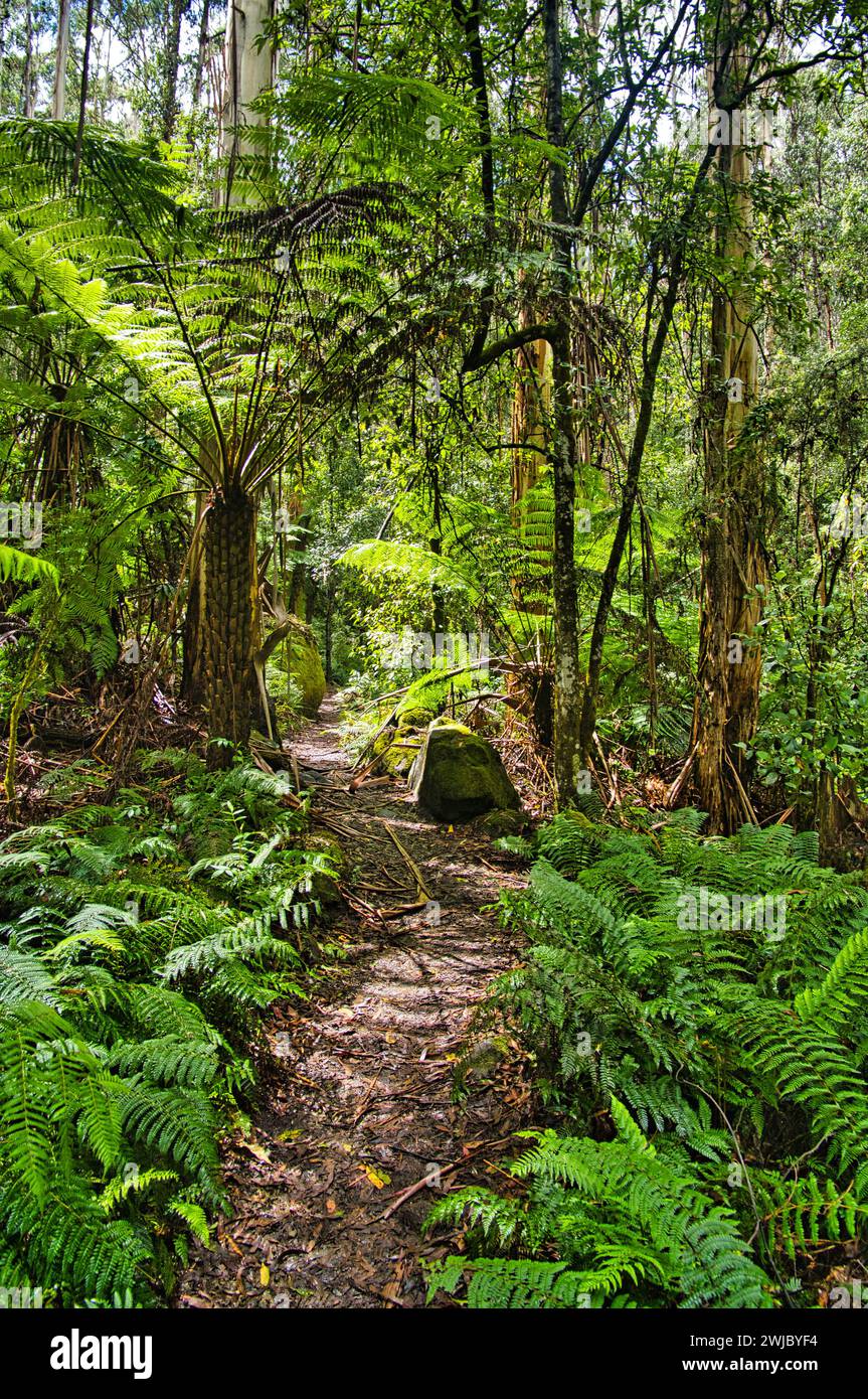A corduroy road in a swampy rainforest with huge ferns and tree ferns. Toorongo Falls Reserve, Gippsland, Yarra Ranges, Victoria, Australia Stock Photo