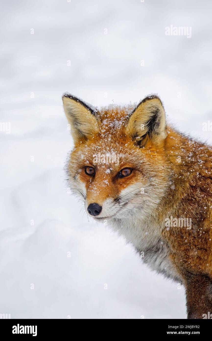 Red fox (Vulpes vulpes) close-up portrait in the snow in winter Stock Photo