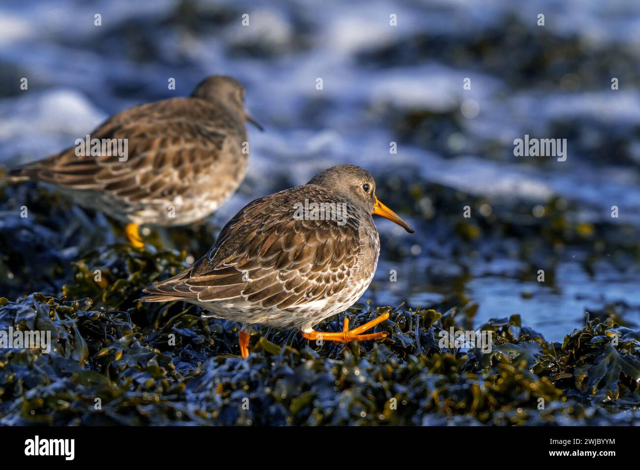 Two purple sandpipers (Calidris maritima) in non-breeding plumage foraging on rocky shore covered in seaweed along the North Sea coast in winter Stock Photo
