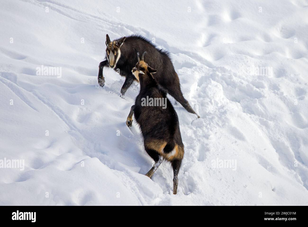 Two chamois (Rupicapra rupicapra) males fighting in the snow in winter during the rut in the European Alps Stock Photo