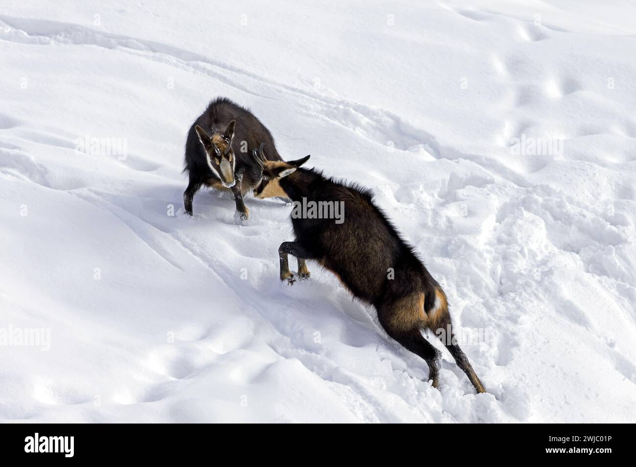 Two chamois (Rupicapra rupicapra) males fighting in the snow in winter during the rut in the European Alps Stock Photo