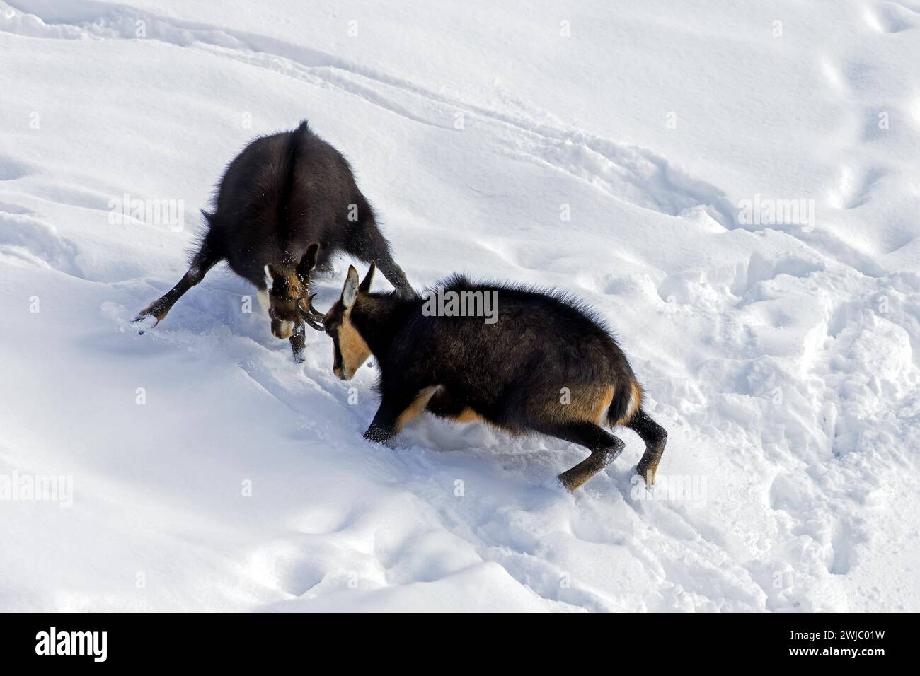 Two chamois (Rupicapra rupicapra) males fighting in the snow in winter during the rut in the European Alps Stock Photo