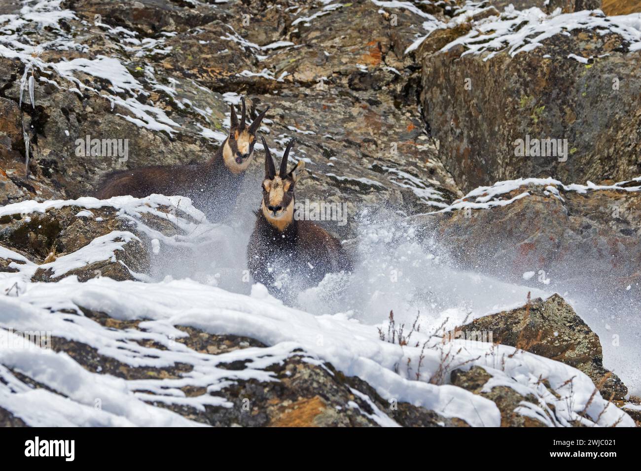 Two chamois (Rupicapra rupicapra) males fighting in rock face in winter during the rut in the European Alps. Dominant male chasing competitor away Stock Photo