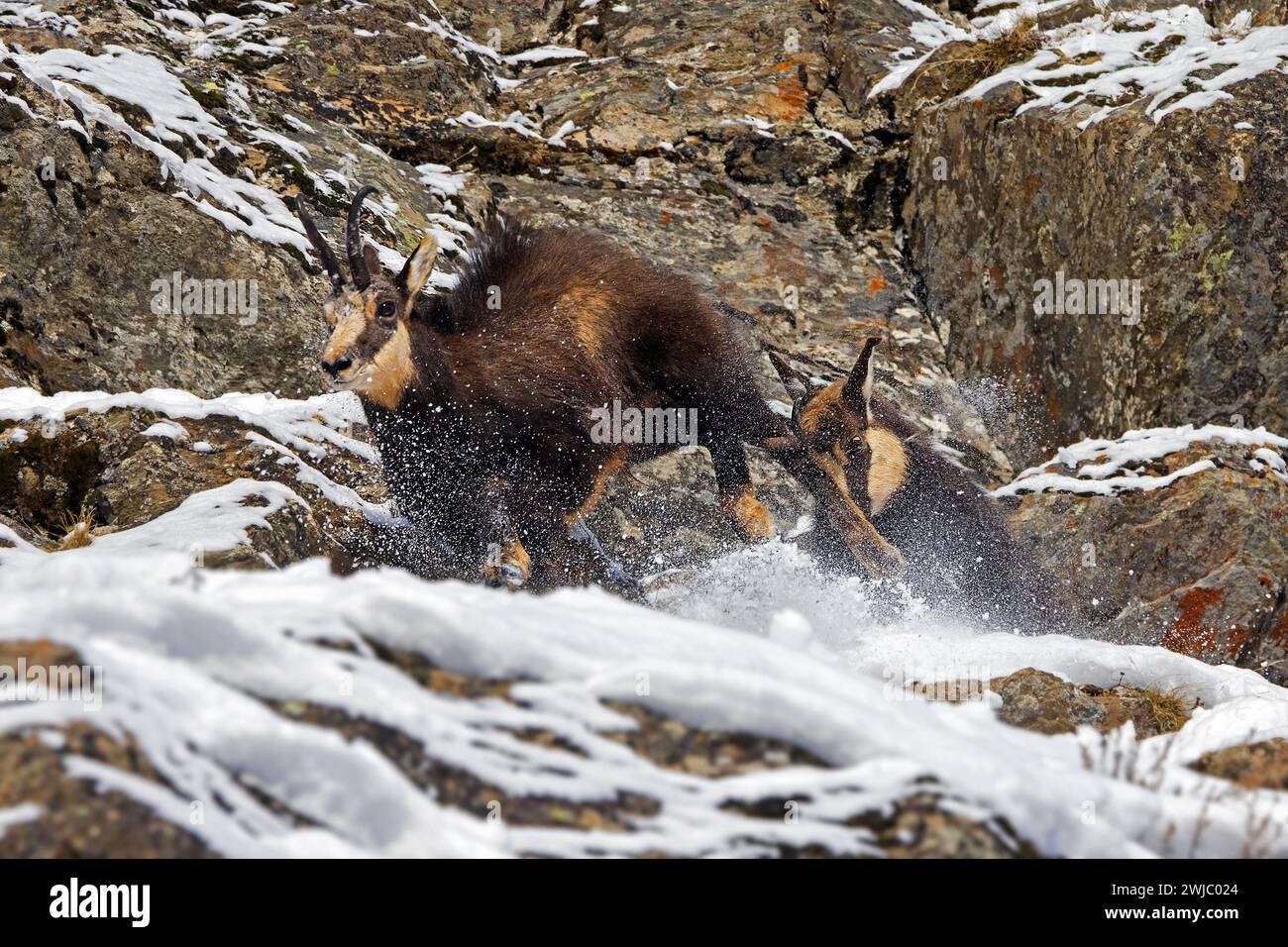 Two chamois (Rupicapra rupicapra) males fighting in rock face in winter during the rut in the European Alps. Dominant male chasing competitor away Stock Photo