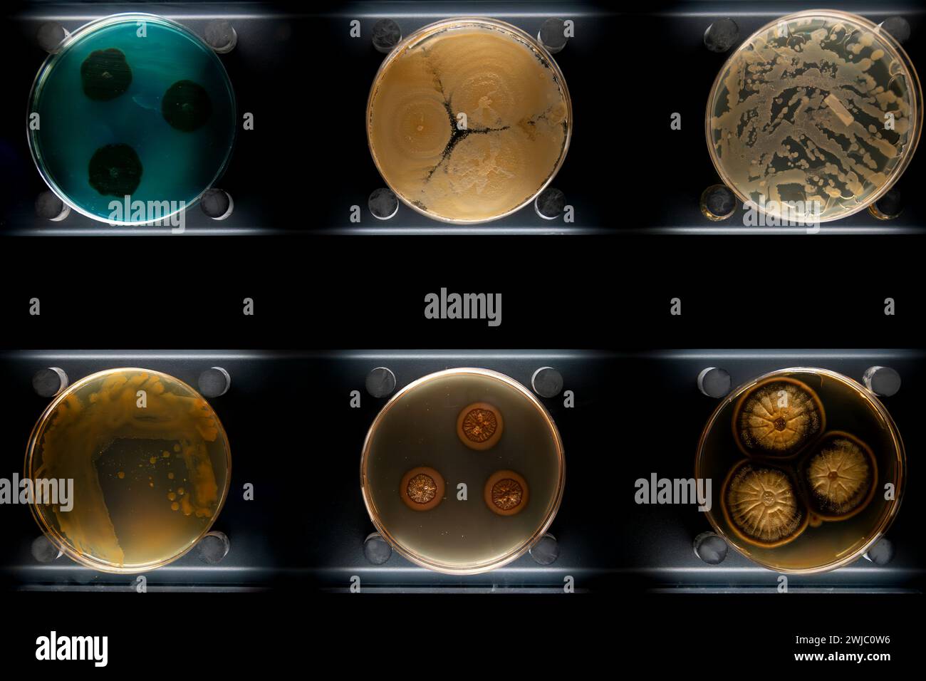 Different types of bacteria, molds and fungi in petri dishes Stock Photo