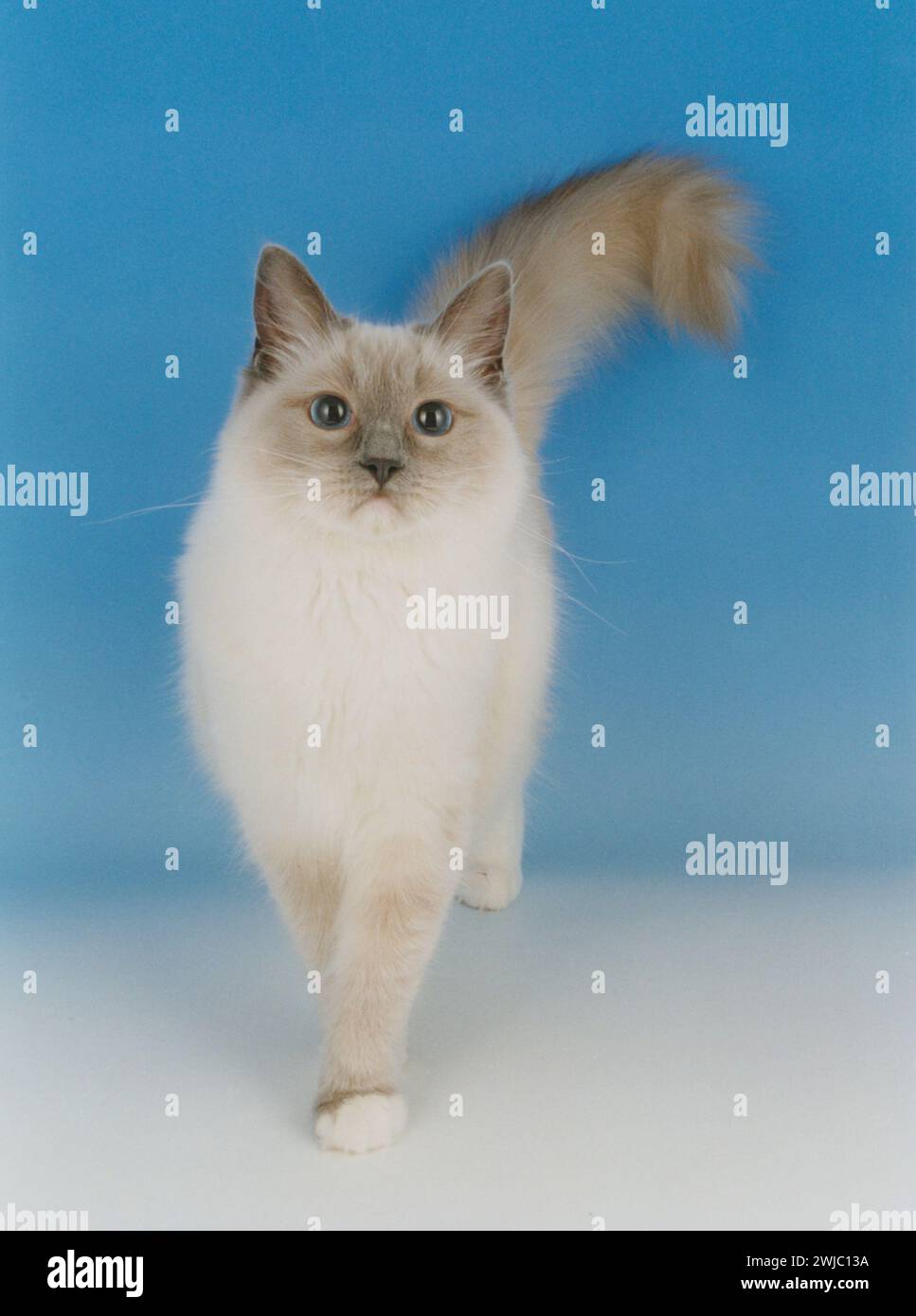 An Adult Blue Point Birman Cat Walking Towards Camera Stock Photo
